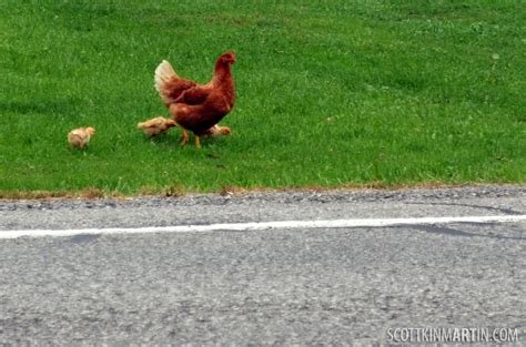 Explore chicken road